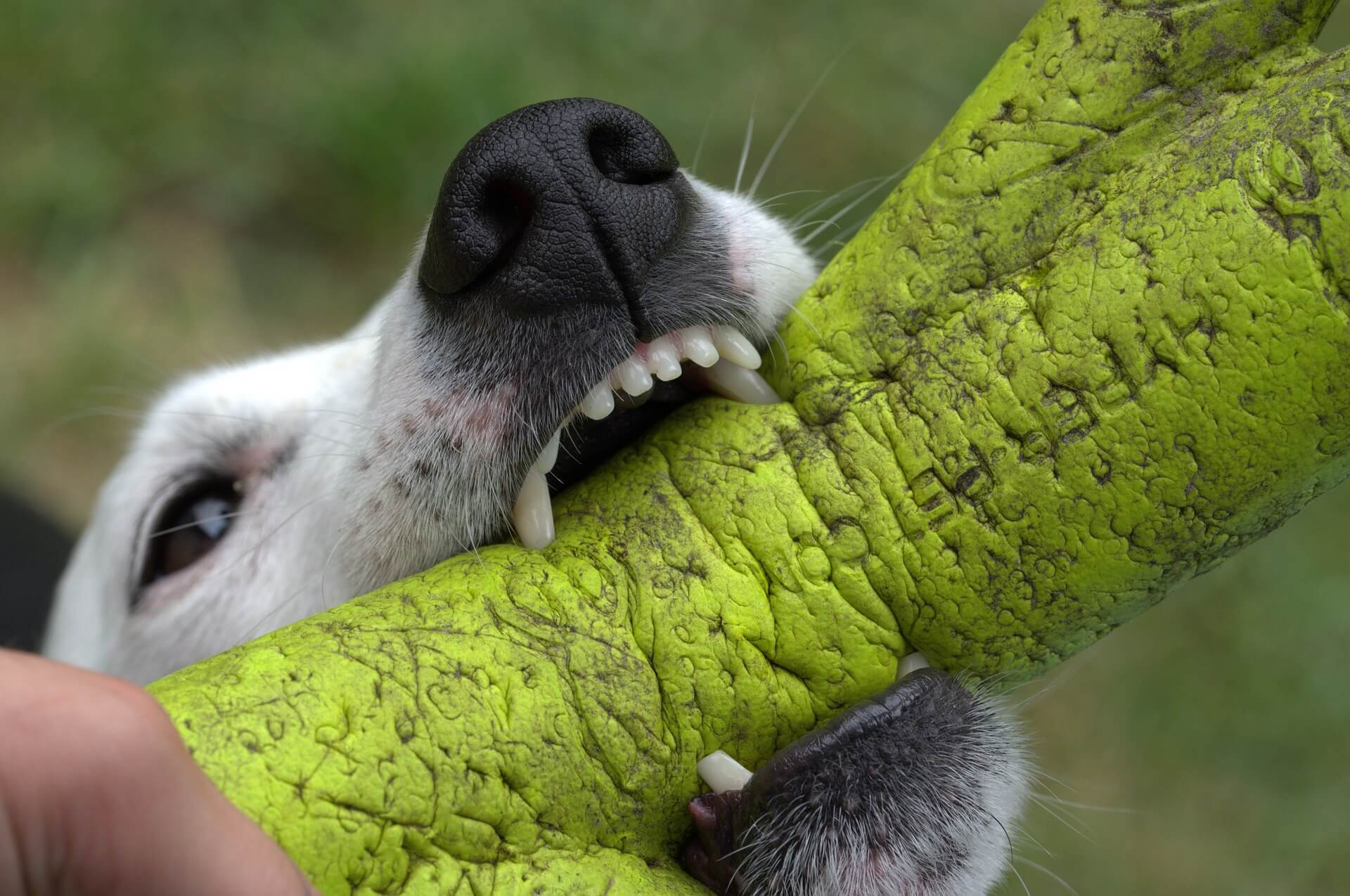 closeup of dog biting toy