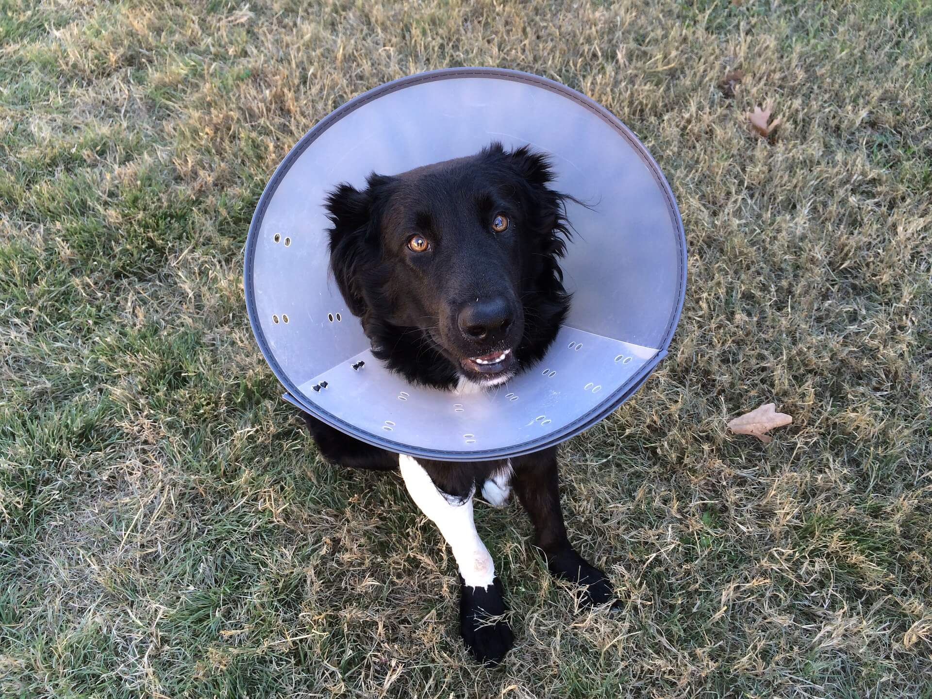 dog wearing cone of shame