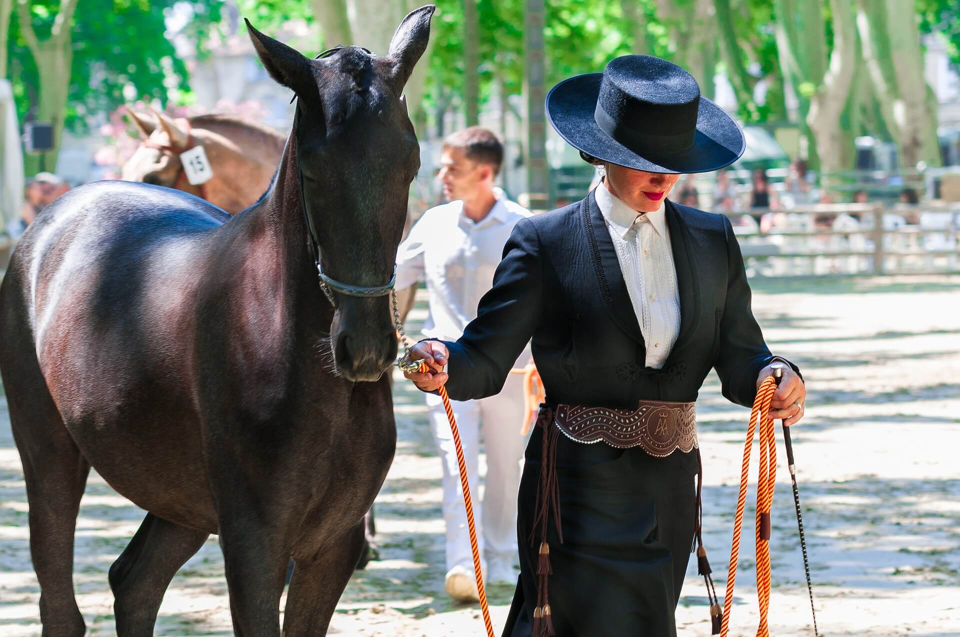 woman leading show horse