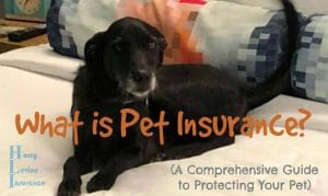 What Is Pet Insurance?