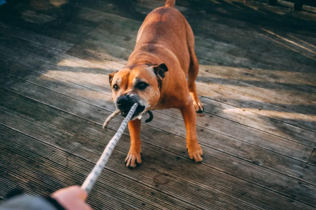 A dog playing tug of war with his owner