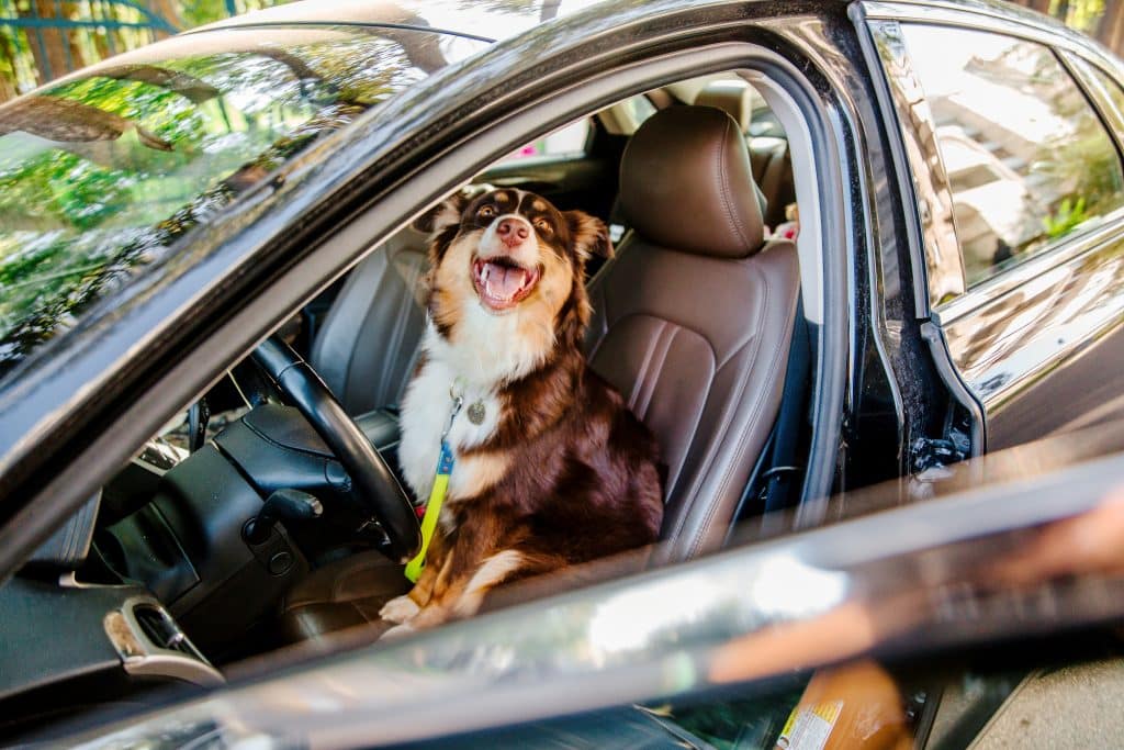 happy dog sitting in driver's seat of car